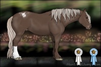 Horse Color:Silver Black Appaloosa 