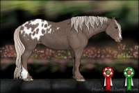 Horse Color:Silver Black Appaloosa 