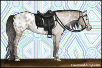 Horse Color:Gray Classic Champagne Ice Dun Appaloosa 