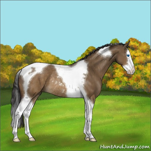 Horse Color:Buckskin Dun Sabino Splash Tobiano Rabicano 