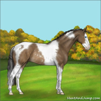 Horse Color:Buckskin Dun Sabino Splash Tobiano Rabicano 