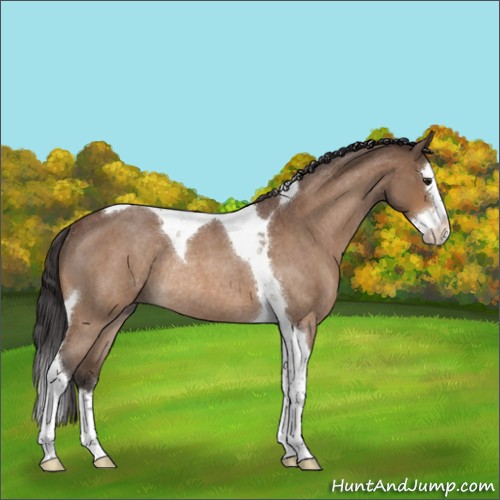 Horse Color:Buckskin Roan Splash Tobiano Rabicano 