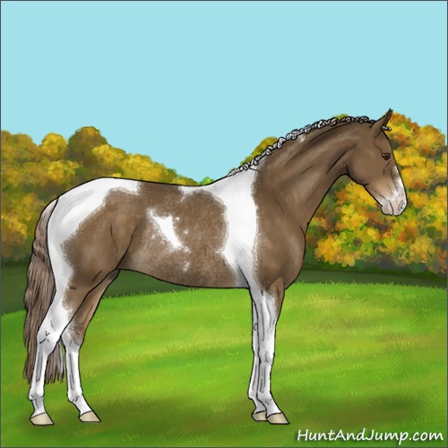 Horse Color:Chocolate Palomino Sabino Tobiano Rabicano
