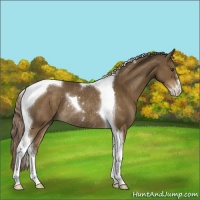 Horse Color:Chocolate Palomino Sabino Tobiano Rabicano