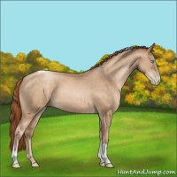 Horse Color:Buckskin Pearl Tobiano Rabicano 