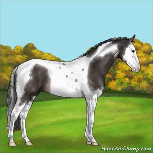 Horse Color:Brown Sabino Splash Tobiano Rabicano 