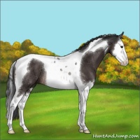 Horse Color:Brown Sabino Splash Tobiano Rabicano 