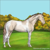 Horse Color:Buckskin Pearl Dun Tobiano Rabicano 