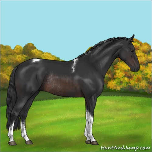 Horse Color:Unknown 