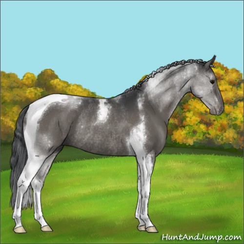 Horse Color:Grullo Tobiano Rabicano 