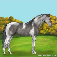 Horse Color:Grullo Tobiano Rabicano 