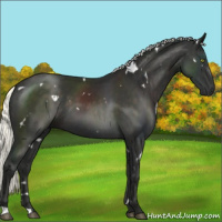 Horse Color:White Spotted Liver Chestnut Mushroom 