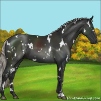 Horse Color:White Spotted Liver Chestnut Mushroom 