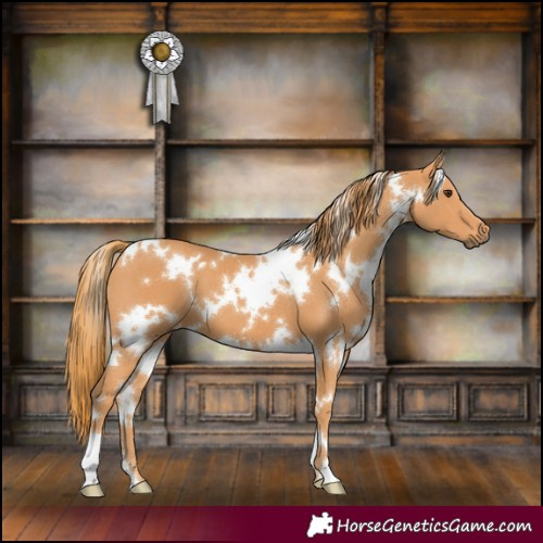 Horse Color:White Spotted Chestnut 