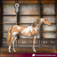 Horse Color:White Spotted Chestnut 