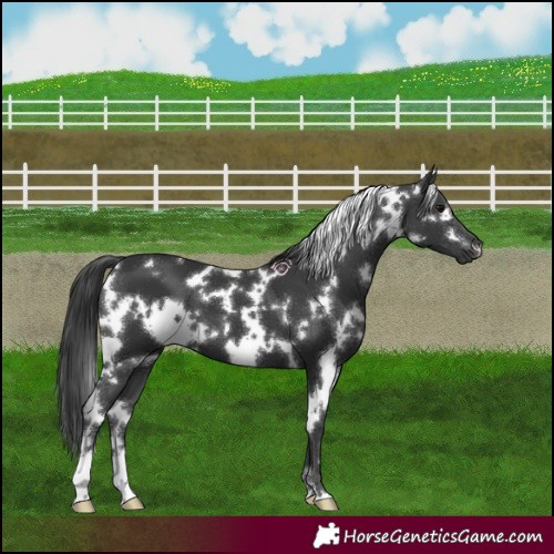 Horse Color:White Spotted Black 