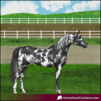 Horse Color:White Spotted Black