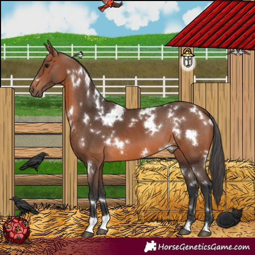 Horse Color:White Spotted Bay 