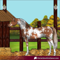 Horse Color:White Spotted Chestnut 