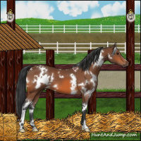 Horse Color:White Spotted Bay 