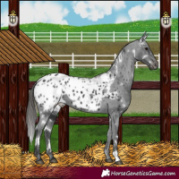 Horse Color:White Spotted Black Appaloosa 