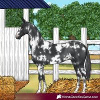 Horse Color:White Spotted Black 