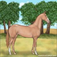 Horse Color:Gold Champagne Sabino