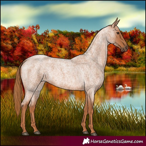 Horse Color:Red Roan 