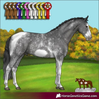 Horse Color:Black Sabino Splash Tobiano Frame Rabicano 
