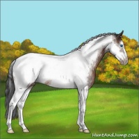 Horse Color:Brown Sabino Tobiano Frame Rabicano 