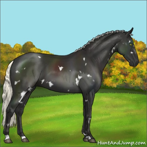 Horse Color:White Spotted Liver Chestnut Mushroom
