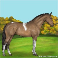 Horse Color:Buckskin Tobiano Rabicano 