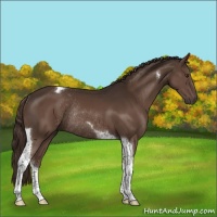 Horse Color:Liver Chestnut Tobiano Rabicano 