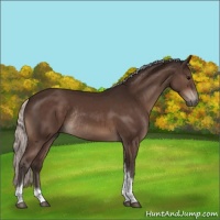 Horse Color:Silver Brown Tobiano Rabicano 