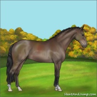 Horse Color:Bay Sabino