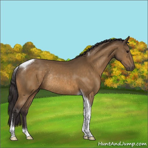 Horse Color:Buckskin Tobiano Rabicano