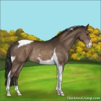 Horse Color:Buckskin Sabino Tobiano Rabicano