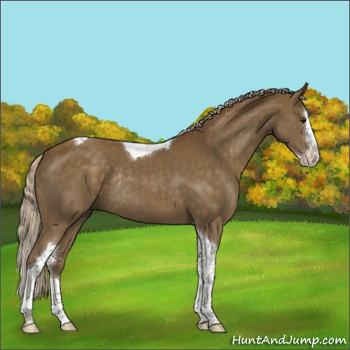 Horse Color:Chocolate Palomino Sabino Splash Tobiano Rabicano 