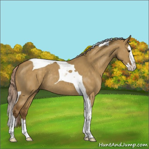 Horse Color:Chocolate Palomino Dun Splash Tobiano Rabicano