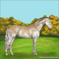 Horse Color:Chocolate Palomino Splash Tobiano Rabicano 