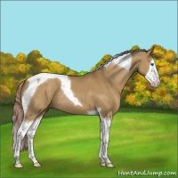 Horse Color:Chocolate Palomino Dun Splash Tobiano Rabicano 