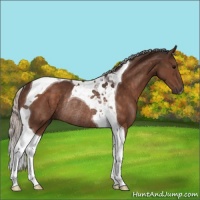 Horse Color:Silver Brown Tobiano Rabicano 