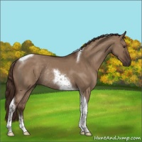 Horse Color:Liver Red Dun Tobiano Rabicano 