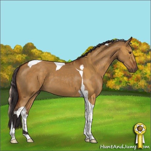 Horse Color:Palomino Sabino Tobiano Rabicano and Buckskin Dun Sabino Tobiano