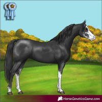 Horse Color:Black Sabino