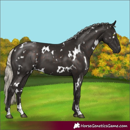 Horse Color:White Spotted Liver Chestnut Mushroom 