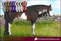 Horse Color:White Spotted Brown 