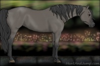 Horse Color:Grullo 