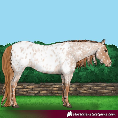 Horse Color:Red Roan Blanket