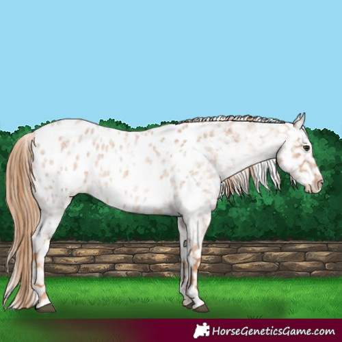 Horse Color:Red Roan Appaloosa 